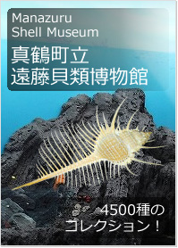 ShellMuseum