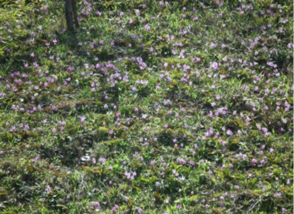 カタクリ山の群生