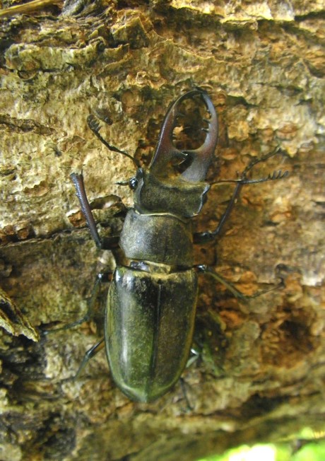 miyamakuwagata190801